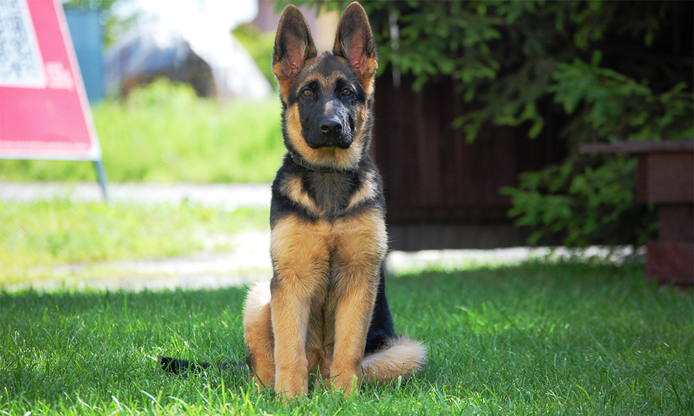  a photo of a german shepherd dog